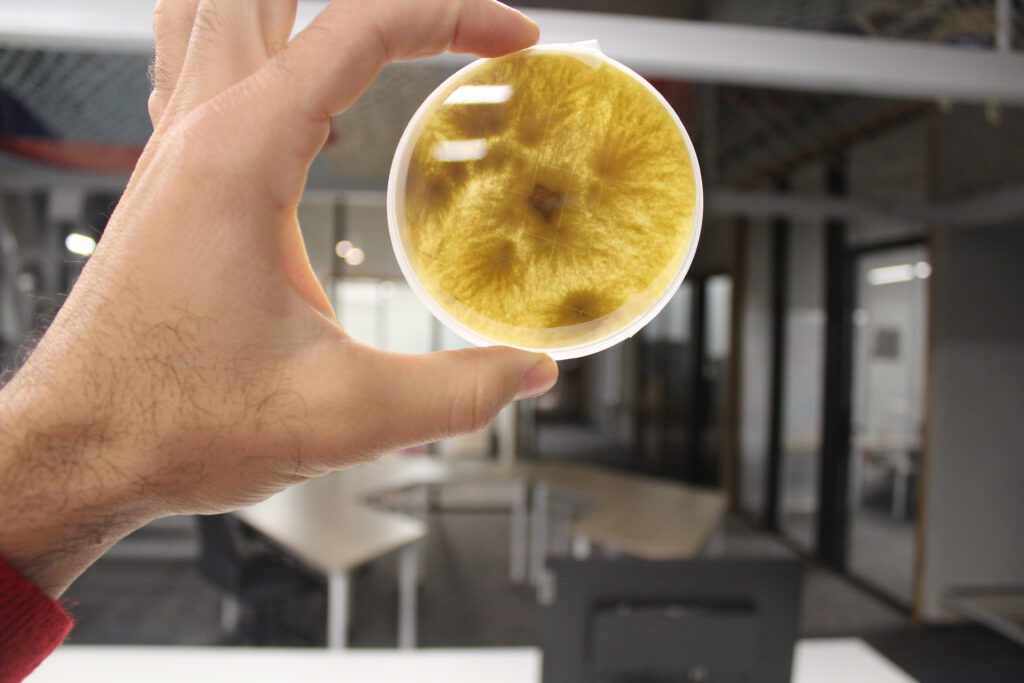 A petri-dish culture of Colea's fungal strain, grown from olive mill wastewater